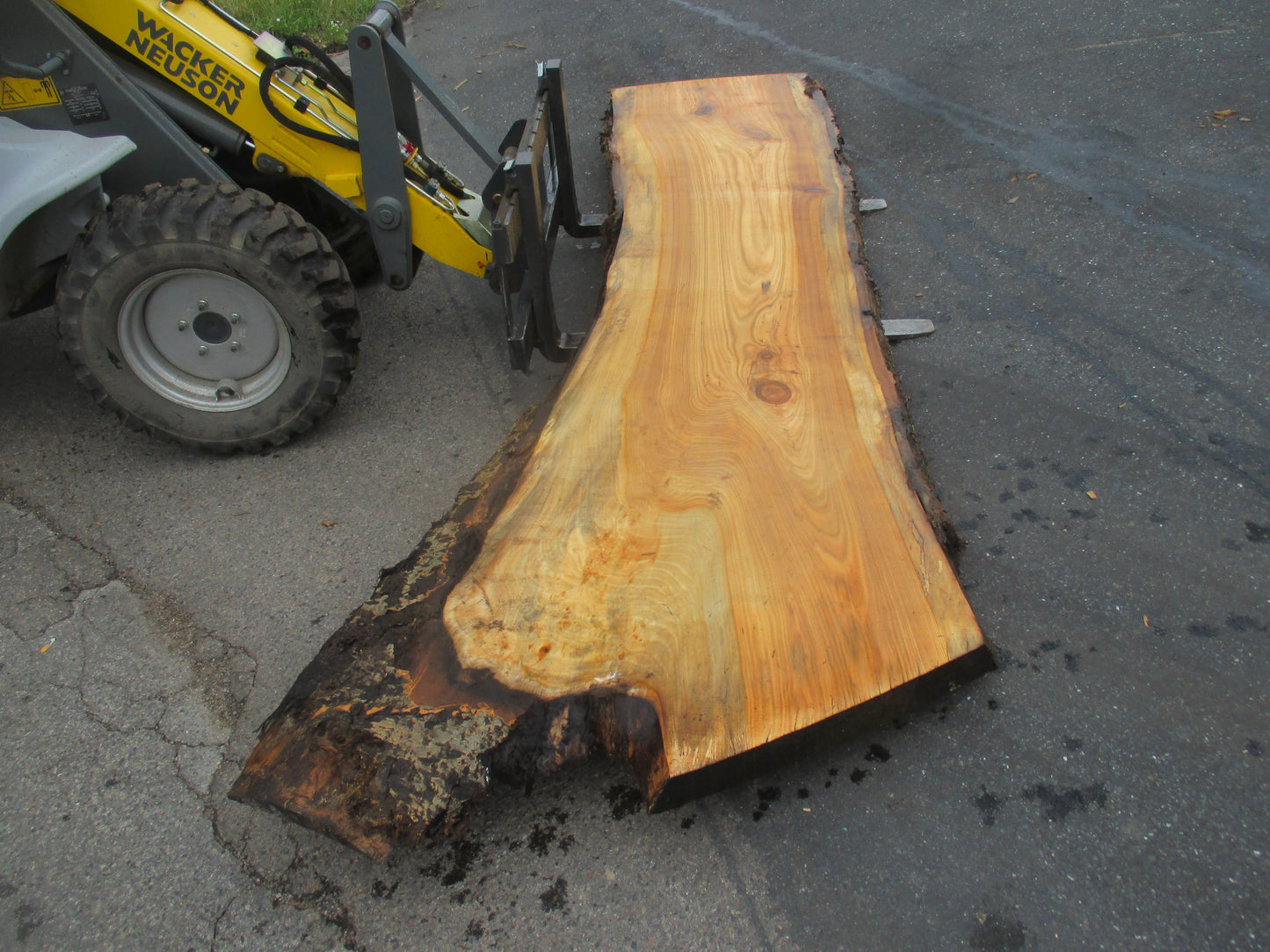 Unbehandelte Tischplatten aus Pappel | Plattennummer S-00059 Pappel