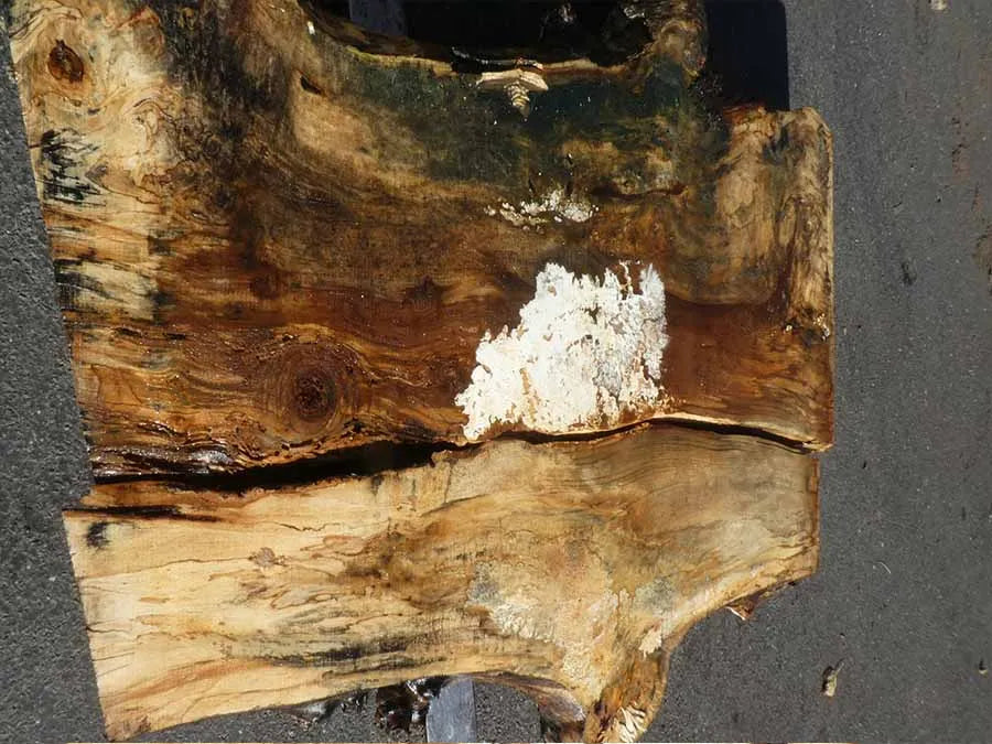 Unbehandelte Tischplatten aus Pappel | S-00131 Pappel