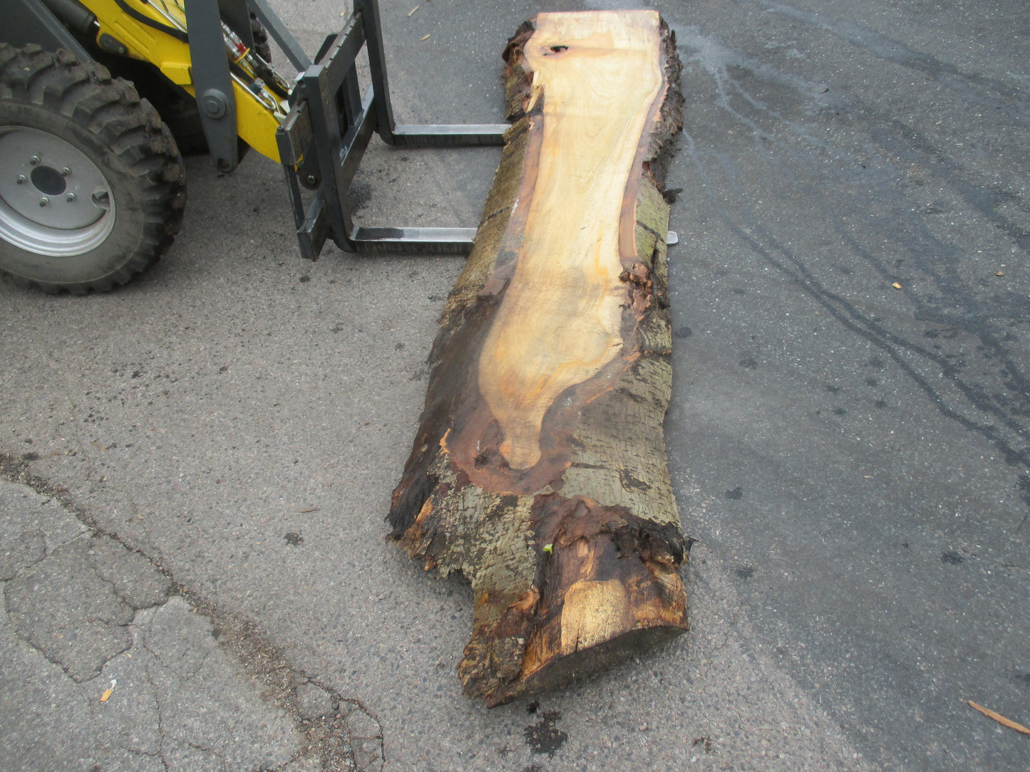 Unbehandelte Tischplatten aus Pappel | Plattennummer S-00060 Pappel