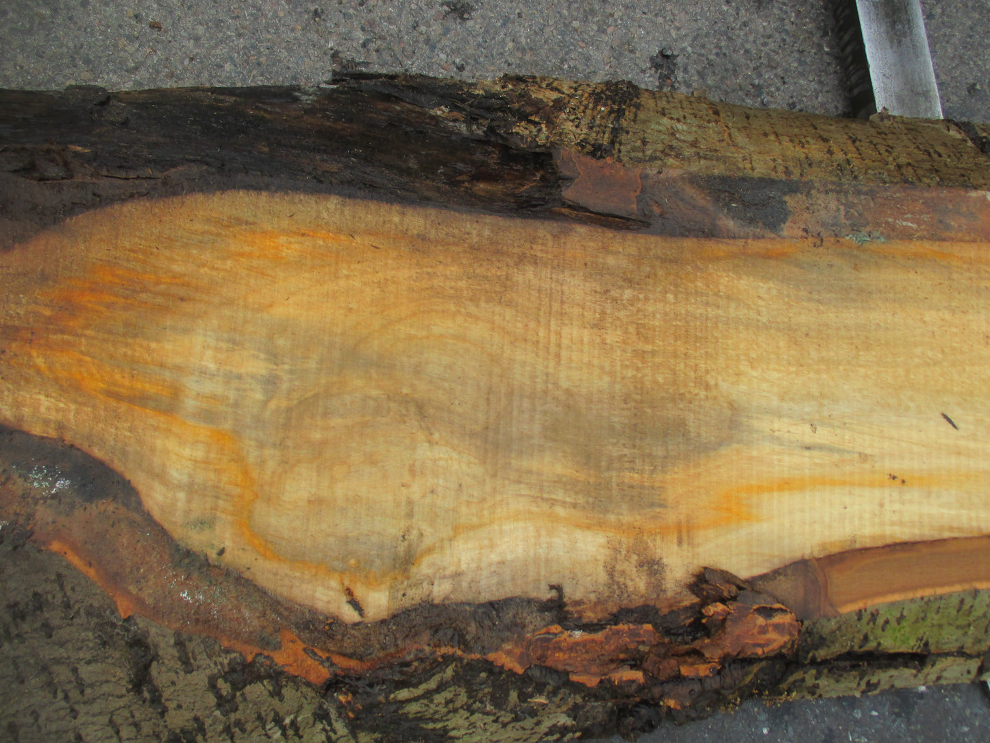 Unbehandelte Tischplatten aus Pappel | Plattennummer S-00060 Pappel