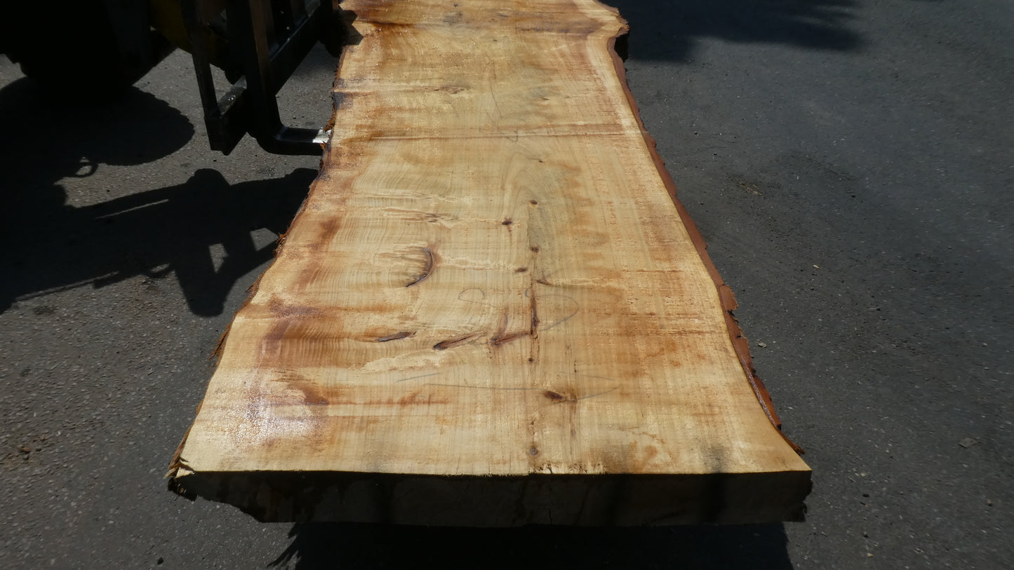 Unbehandelte Tischplatten aus Pappel | Plattennummer S-00083 Pappel