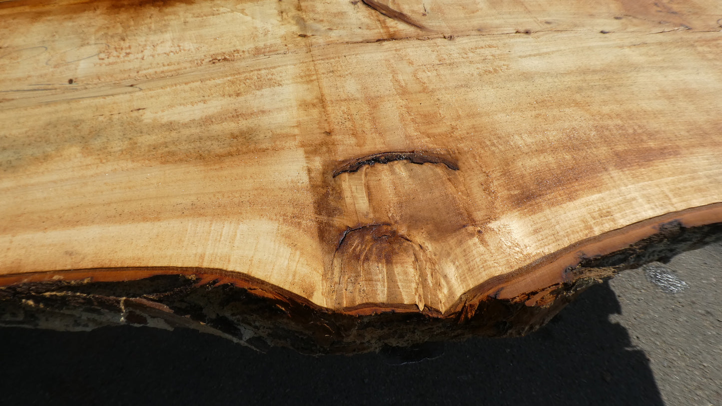 Unbehandelte Tischplatten aus Pappel | Plattennummer S-00084 Pappel