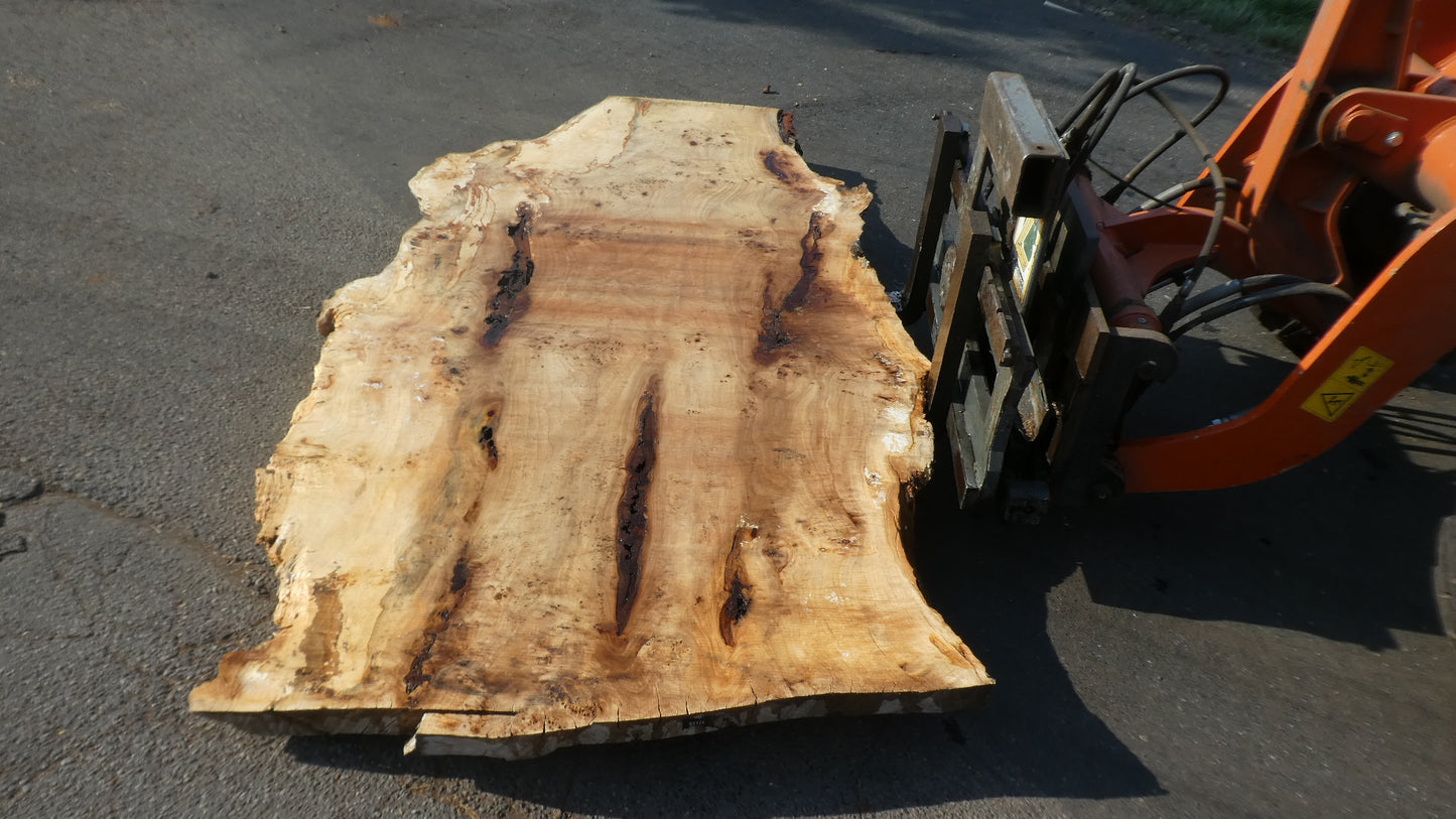 Unbehandelte Tischplatten aus Pappel | Plattennummer S-00124 Pappel