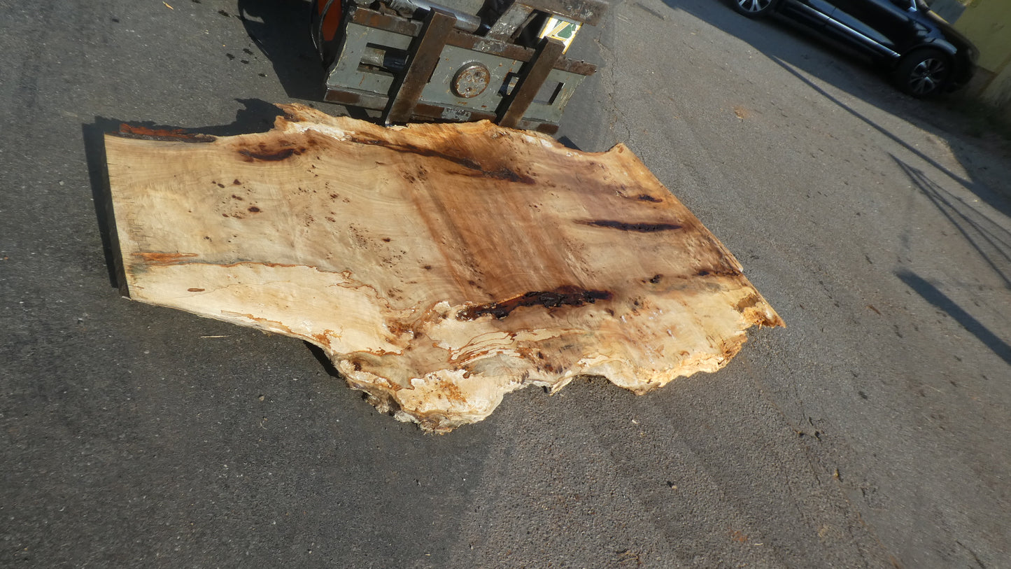 Unbehandelte Tischplatten aus Pappel | Plattennummer S-00124 Pappel