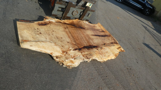 Unbehandelte Tischplatten aus Pappel | Plattennummer S-00124 Pappel