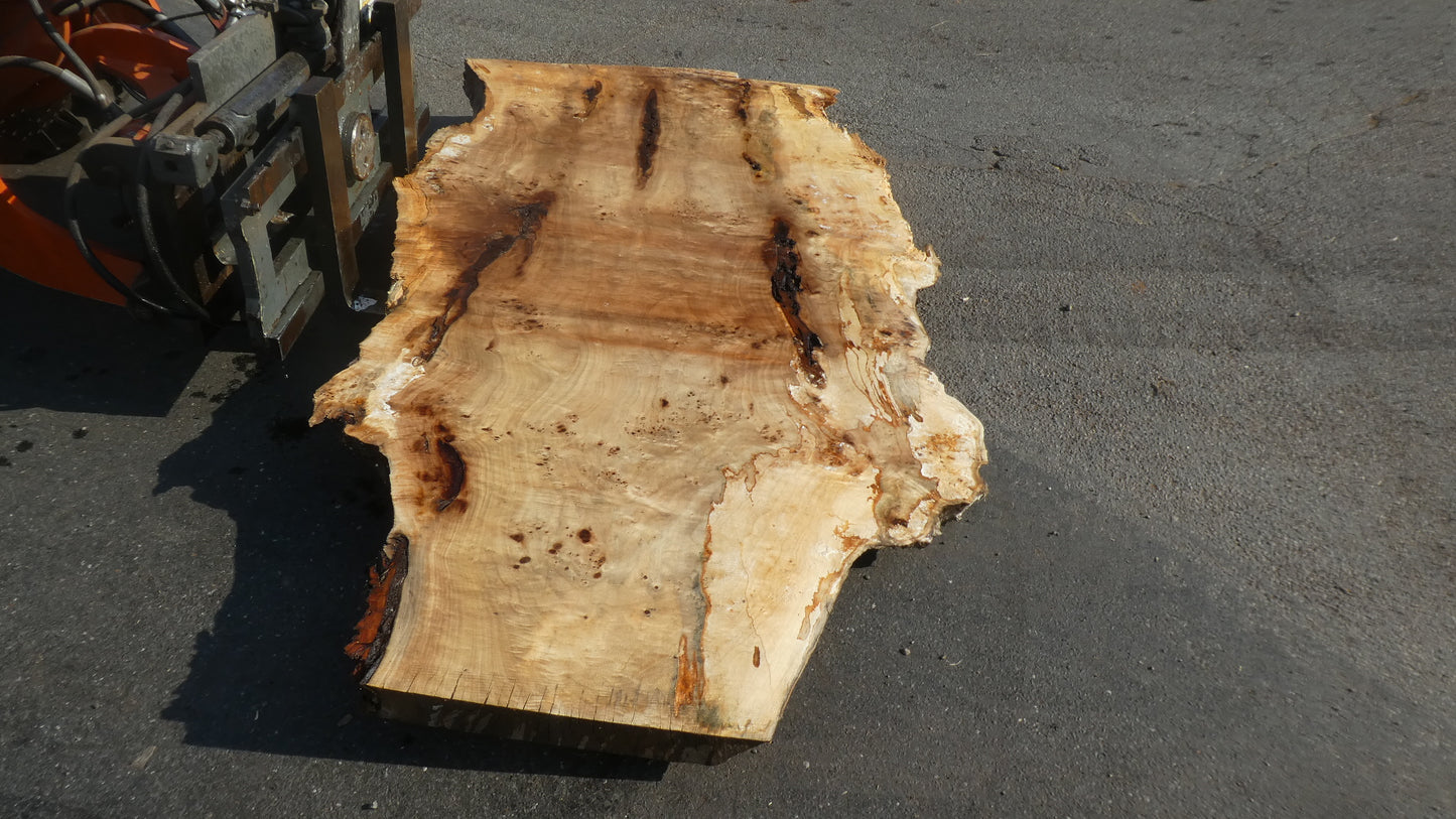 Unbehandelte Tischplatten aus Pappel | Plattennummer S-00124 Pappel